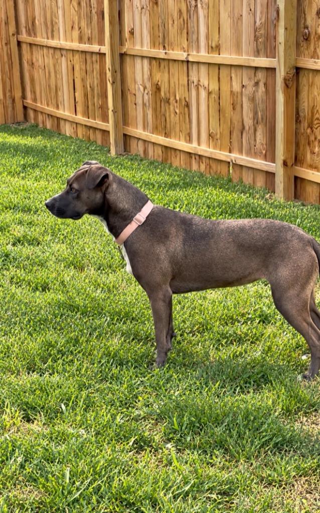 Enlarge Freya, a Adoptable mixed breed in Centralia, IL image 2/5