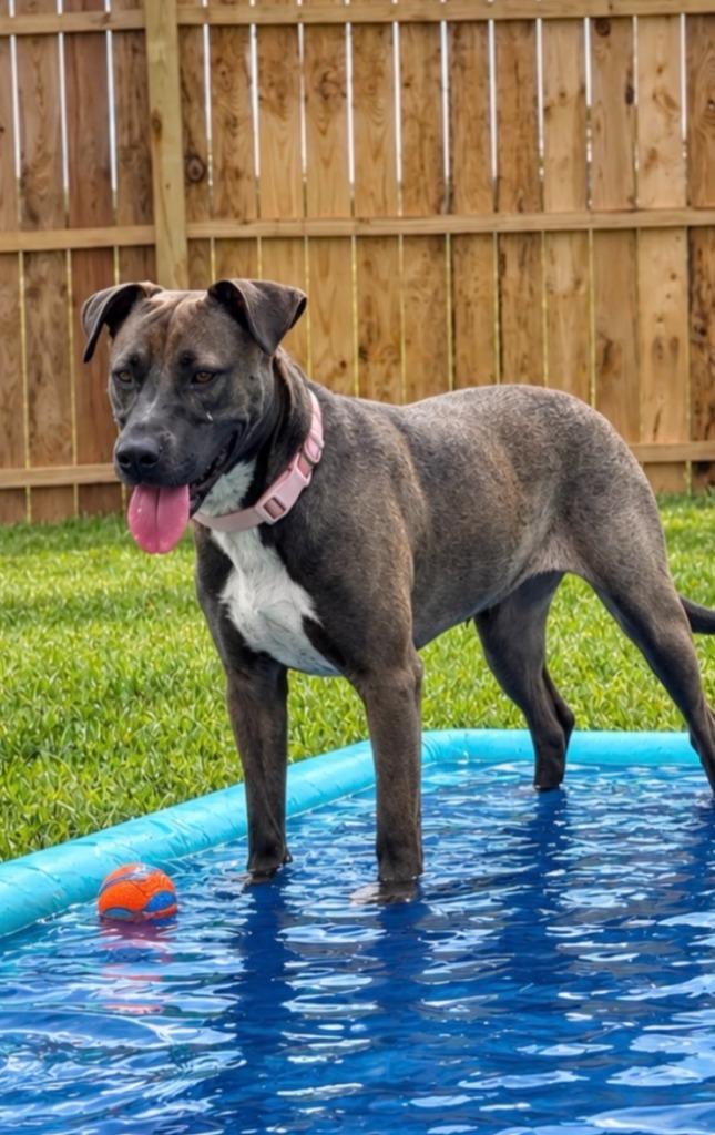 Enlarge Freya, a Adoptable mixed breed in Centralia, IL image 3/5