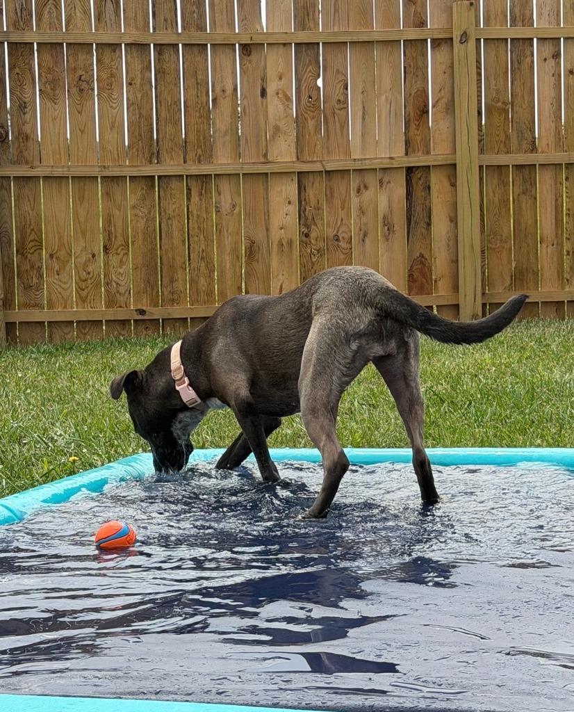 Enlarge Freya, a Adoptable mixed breed in Centralia, IL image 4/5