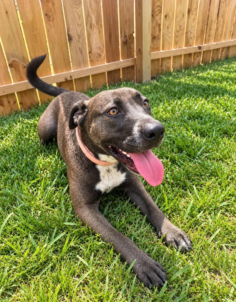 Enlarge Freya, a Adoptable mixed breed in Centralia, IL image 5/5