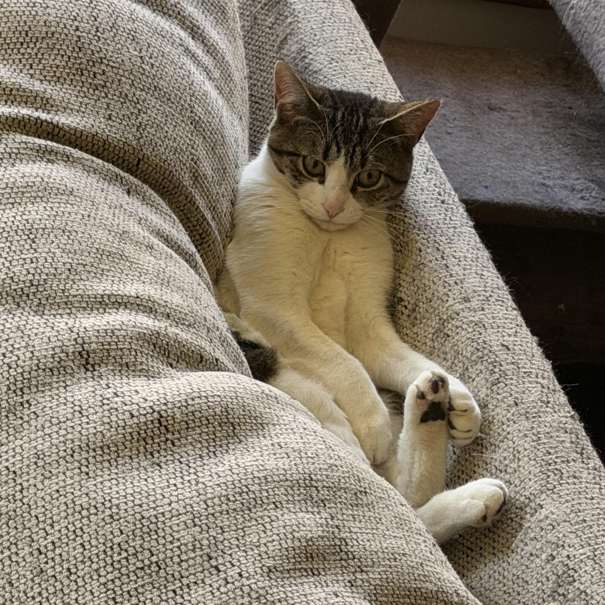 Bug, Adoptable, Young Female American Shorthair.