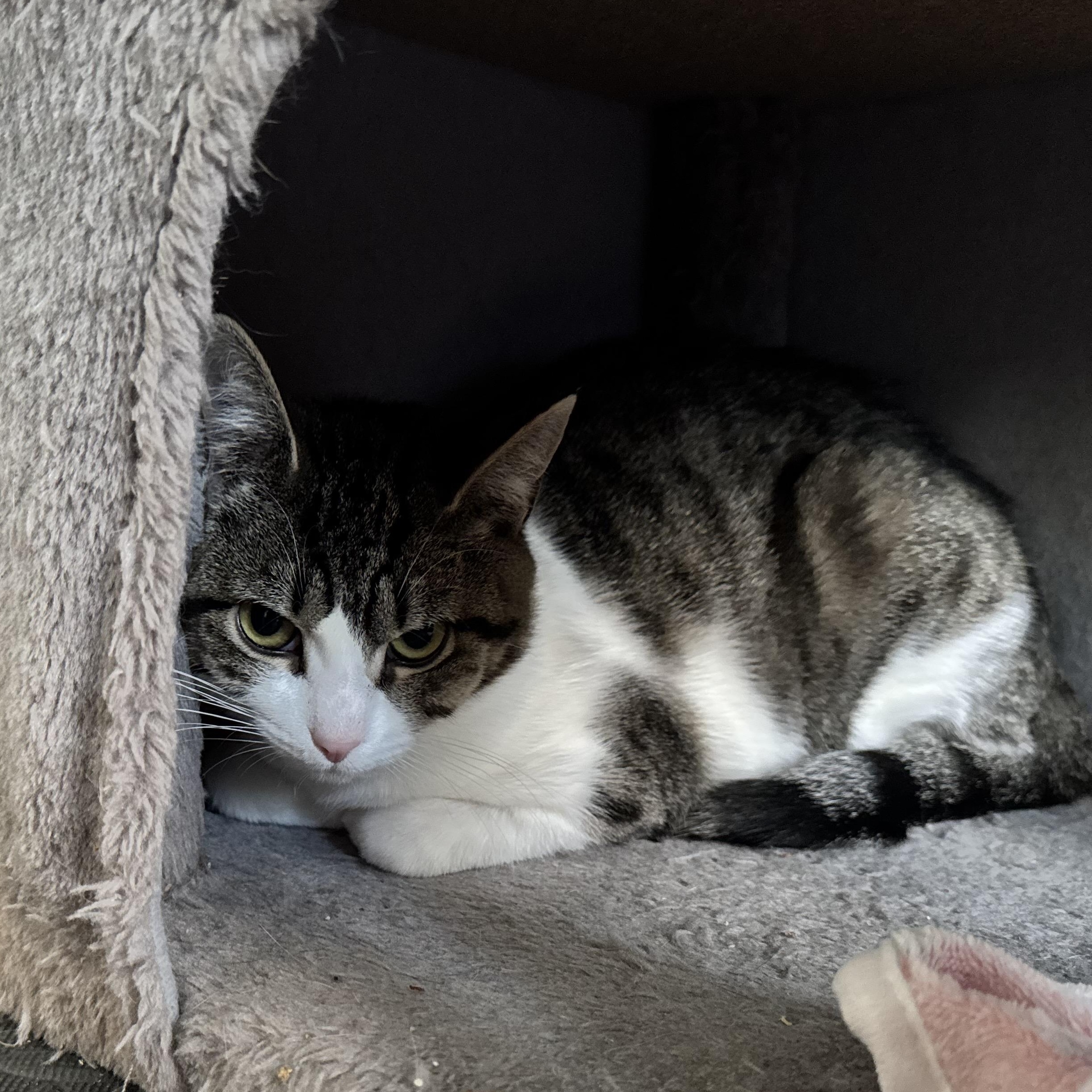 Enlarge Bug, a Adoptable American Shorthair in North Kingstown, RI image 2/3