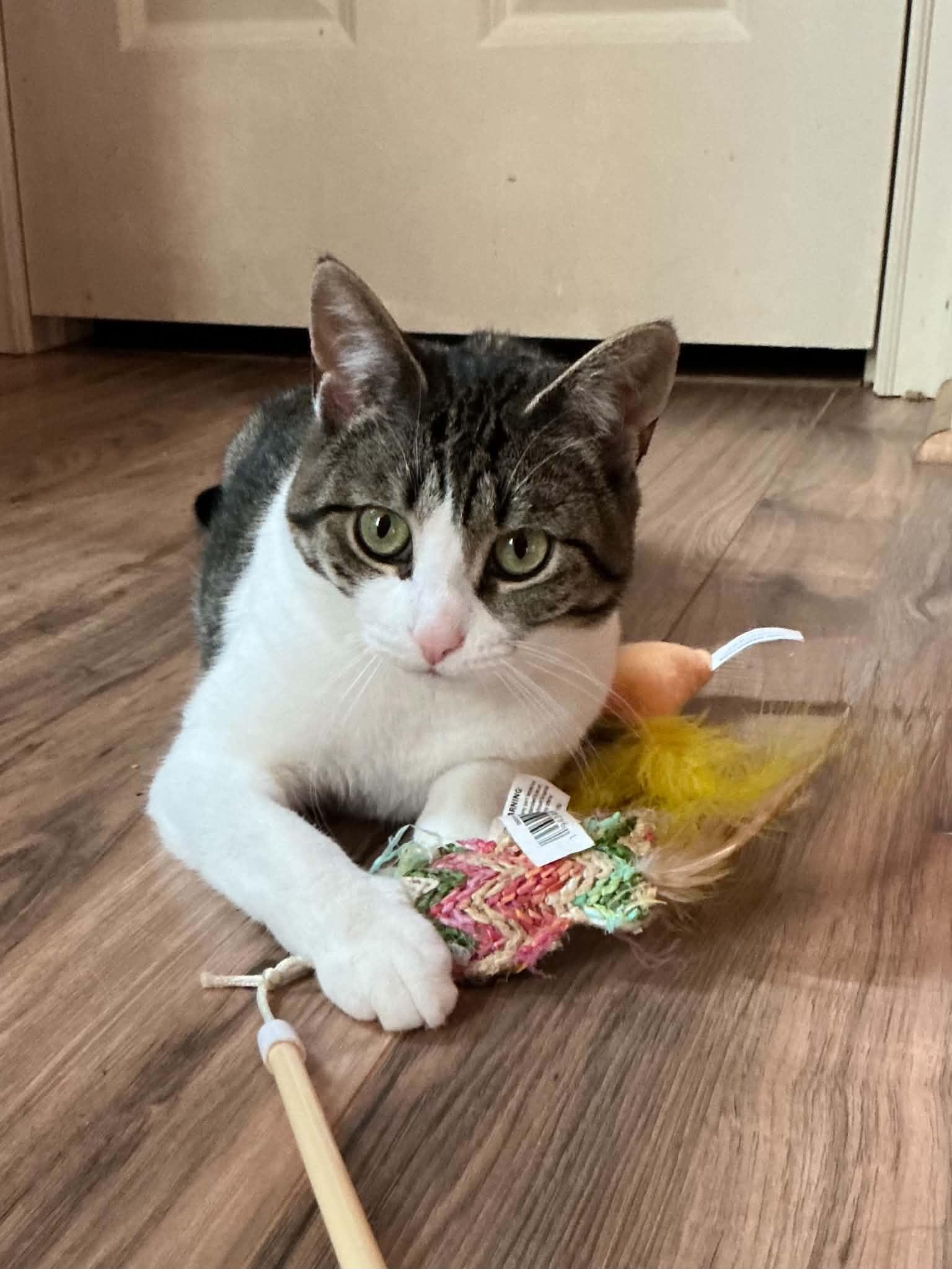 Bug, adoptable, Young Female American Shorthair.