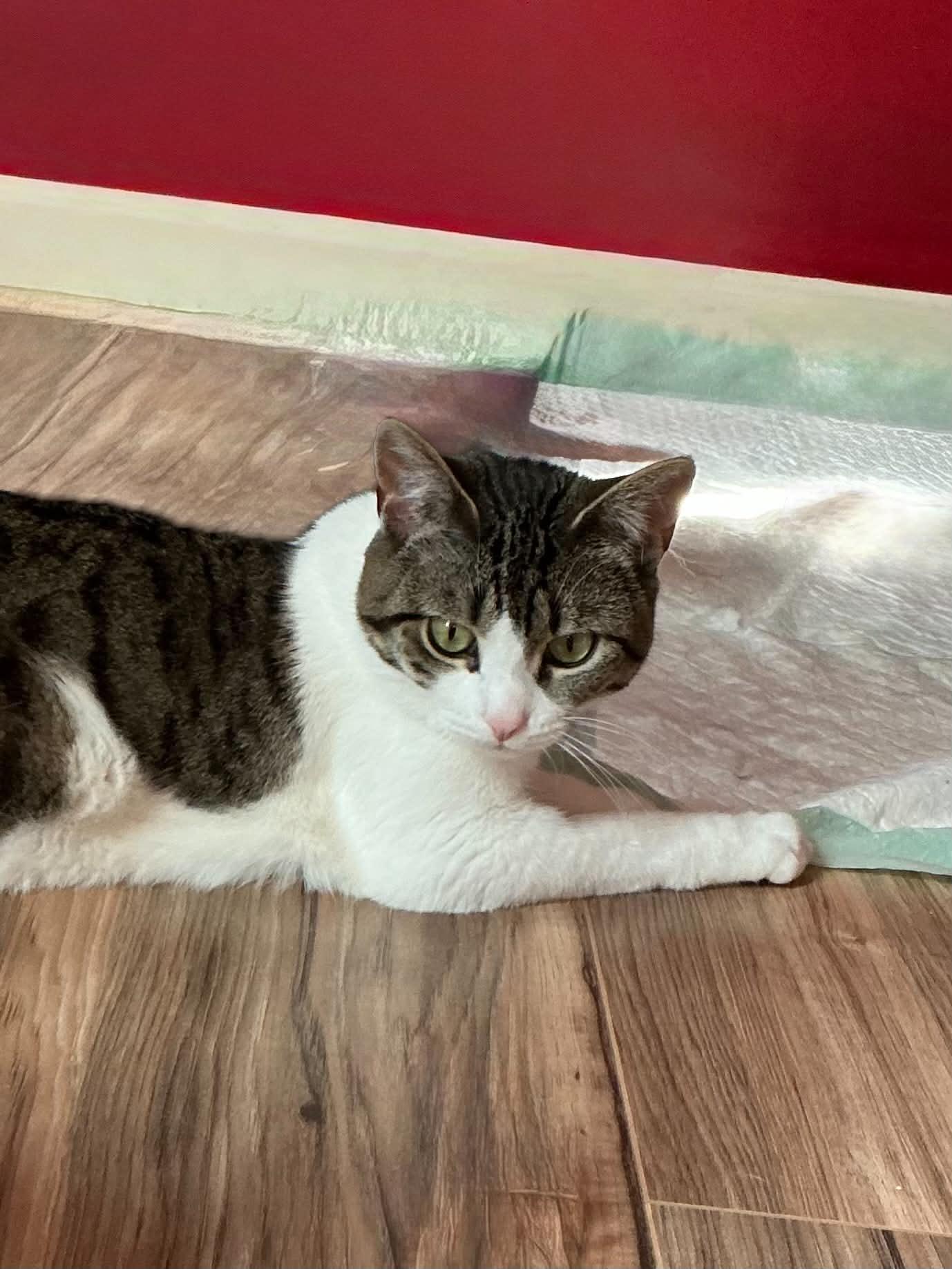 Bug, an adoptable American Shorthair in North Kingstown, RI image 6/6