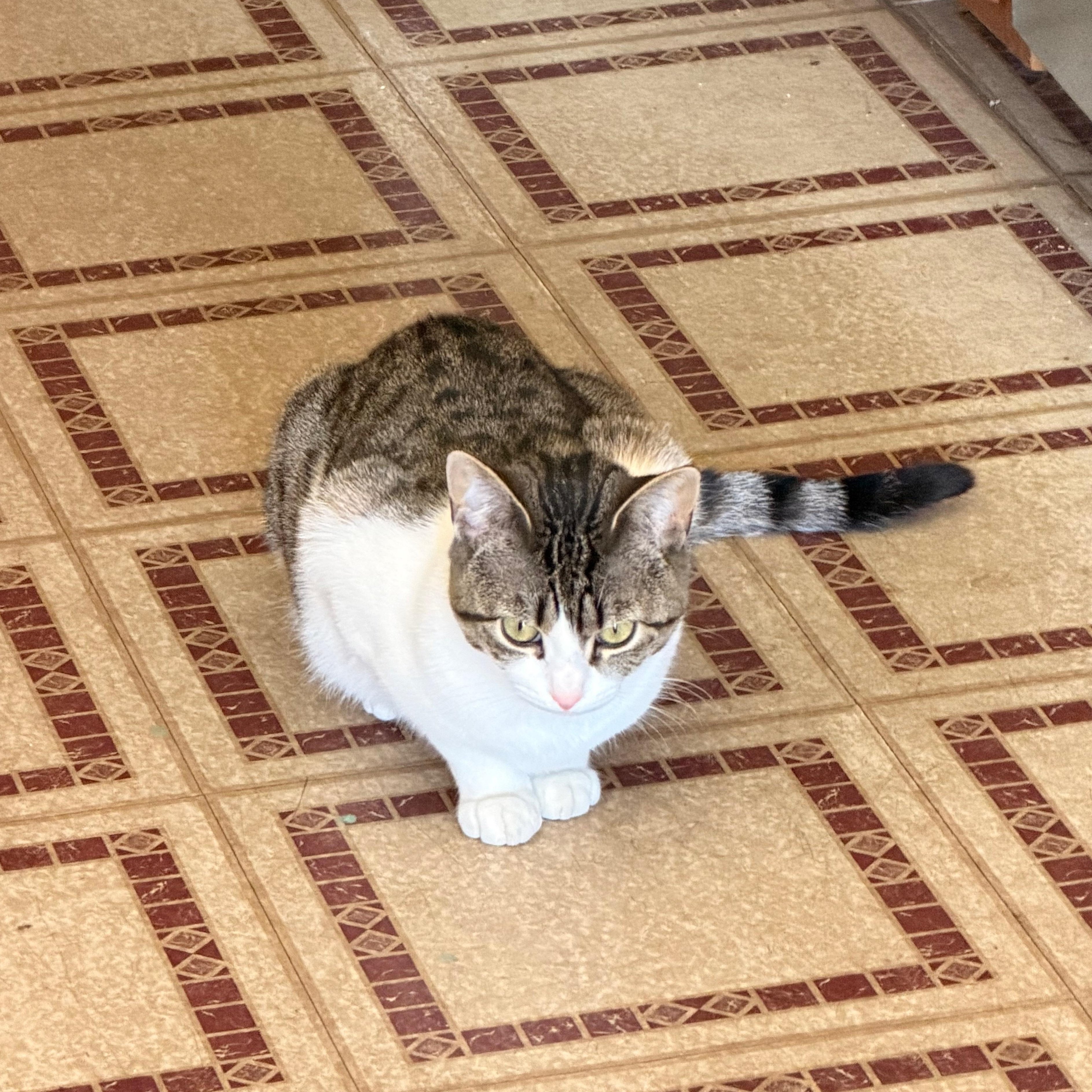Bug, Adoptable, Young Female American Shorthair.