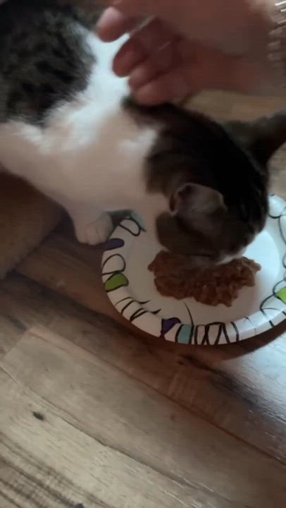 Enlarge Bug, an adoptable American Shorthair in North Kingstown, RI video 3/6