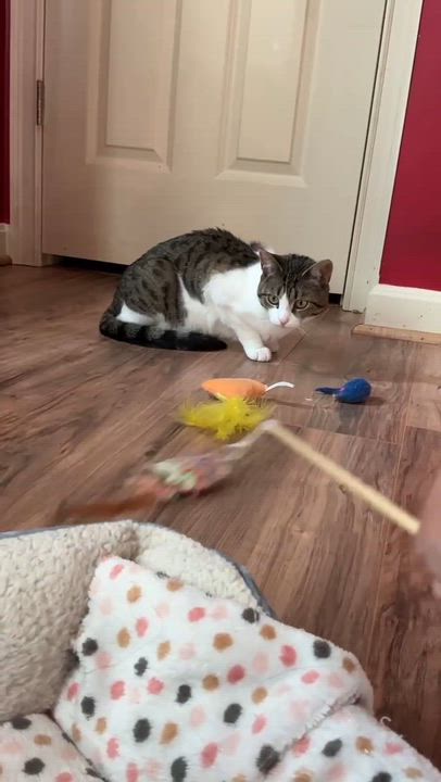 Enlarge Bug, an adoptable American Shorthair in North Kingstown, RI video 2/6