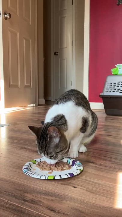 Enlarge Bug, an adoptable American Shorthair in North Kingstown, RI video 5/6