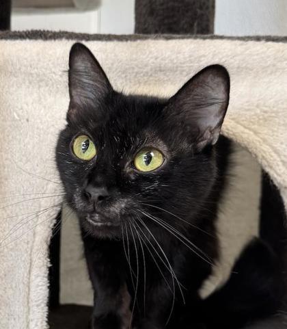 Dessie, ADOPTABLE, Adult Female Domestic Short Hair.
