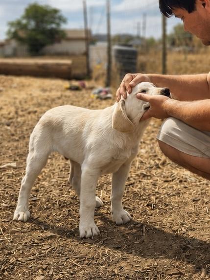 Dill, a Adoptable mixed breed in MURRIETA, CA image 4/5