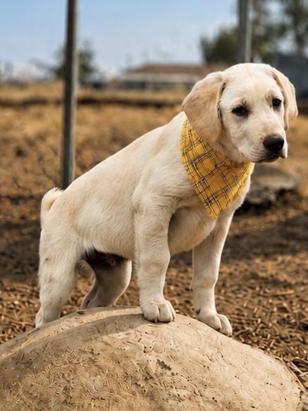 Dill, a Adoptable mixed breed in MURRIETA, CA image 2/5