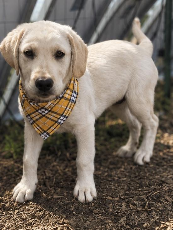 Dill, a Adoptable mixed breed in MURRIETA, CA image 1/5