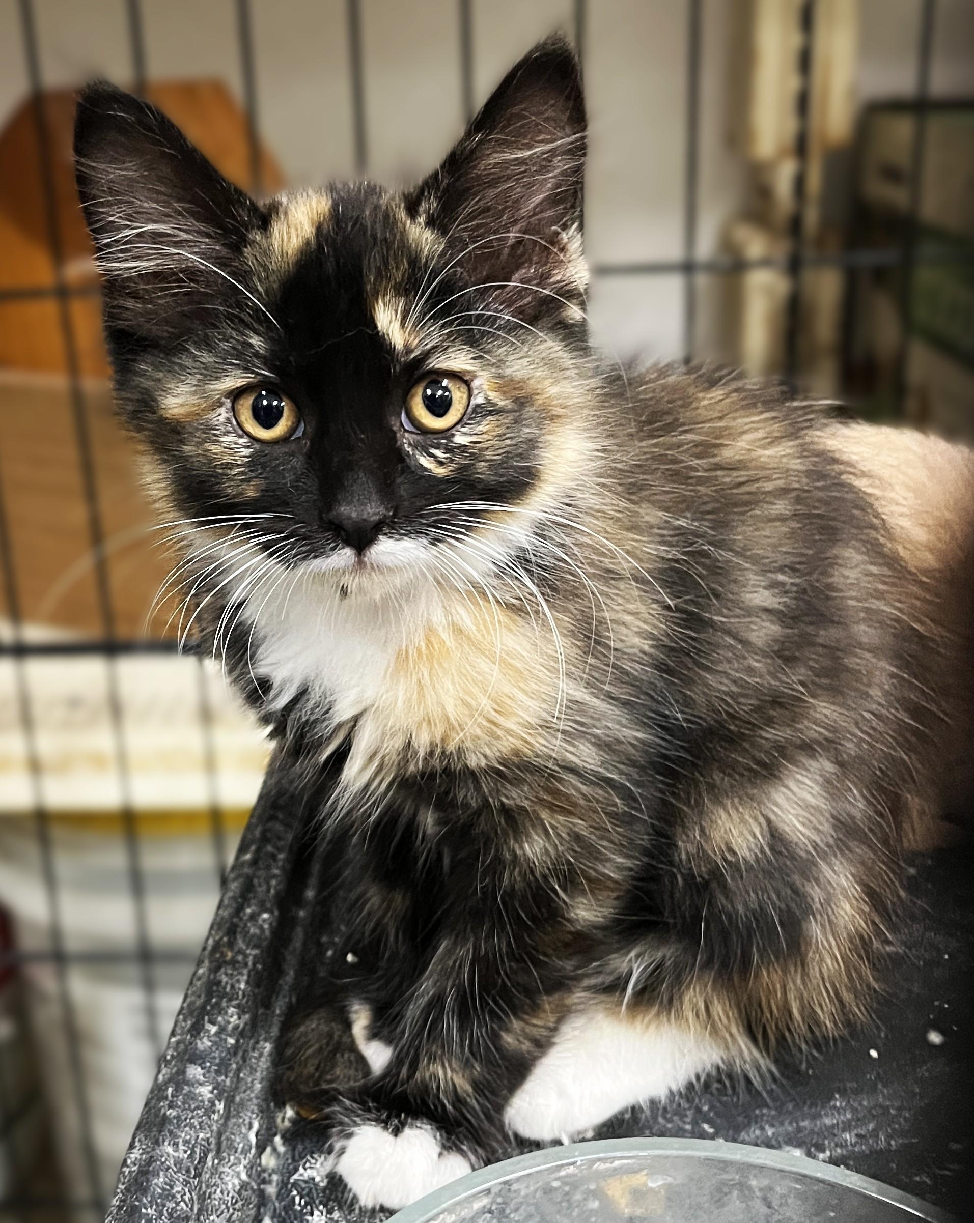 Isabel, adopted, Kitten Female Domestic Short Hair.
