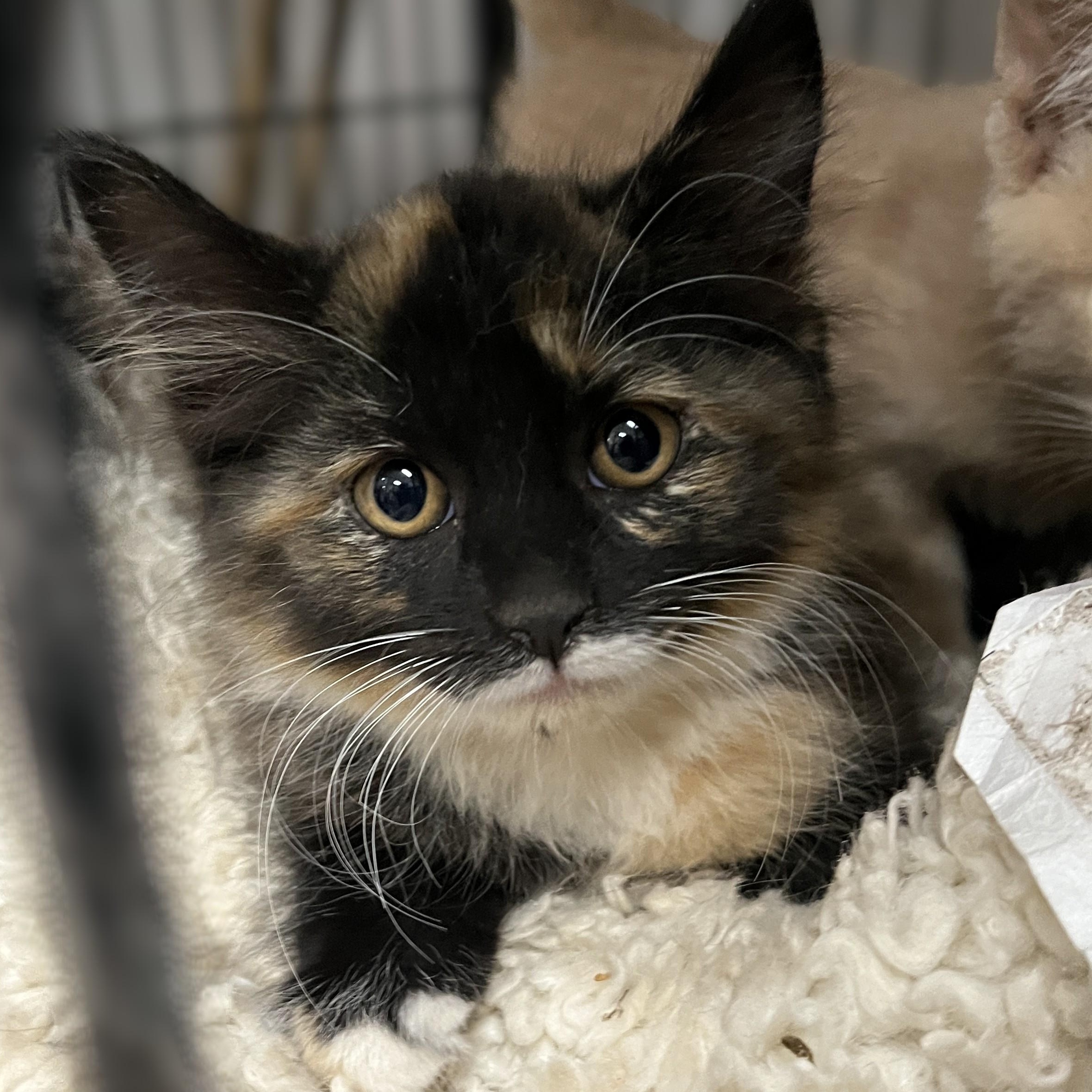 Enlarge Isabel, an adopted Domestic Short Hair in Shingletown, CA image 2/2