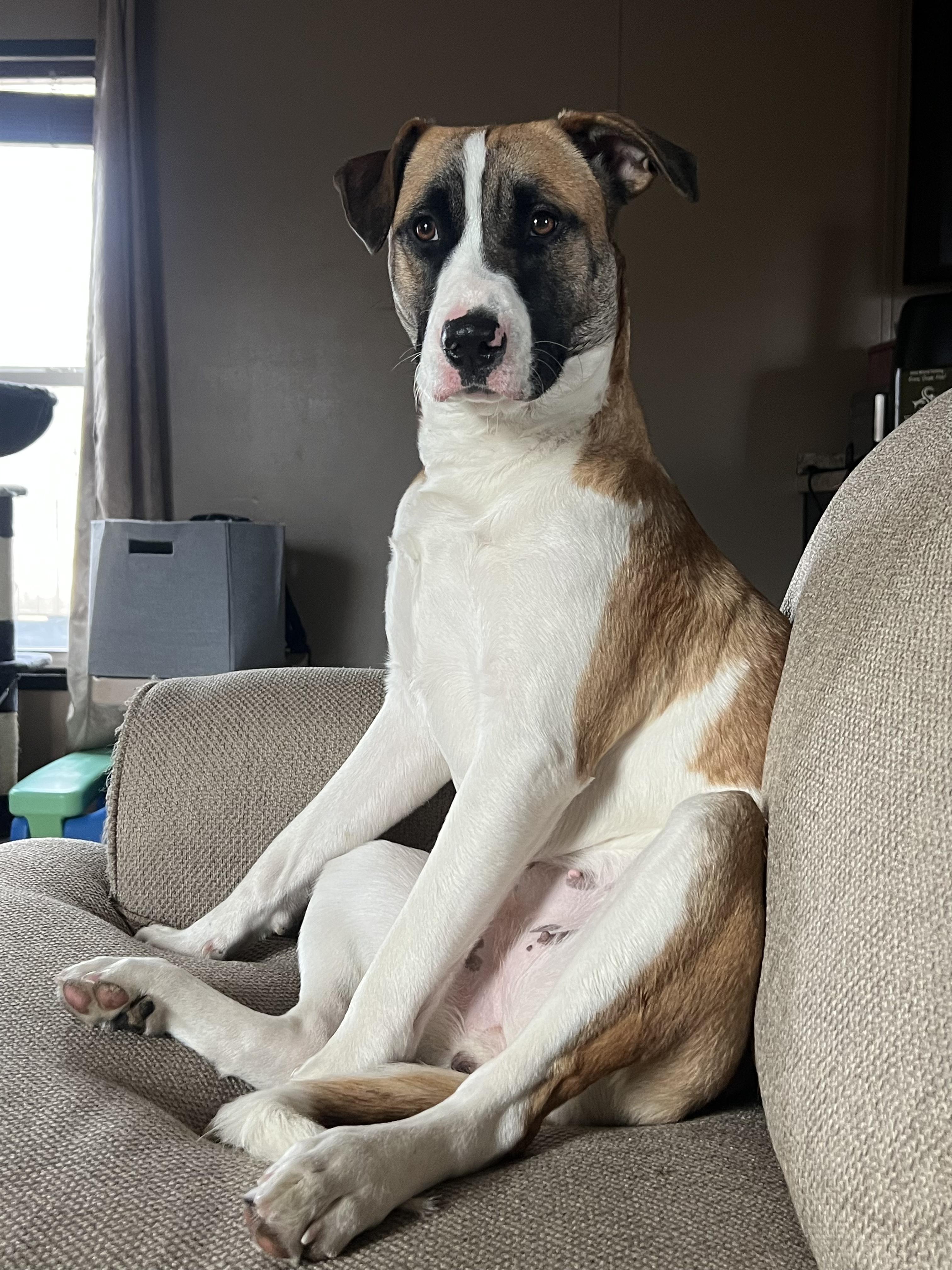 Sweet Pea, a Adoptable mixed breed in Fort Collins, CO image 2/6