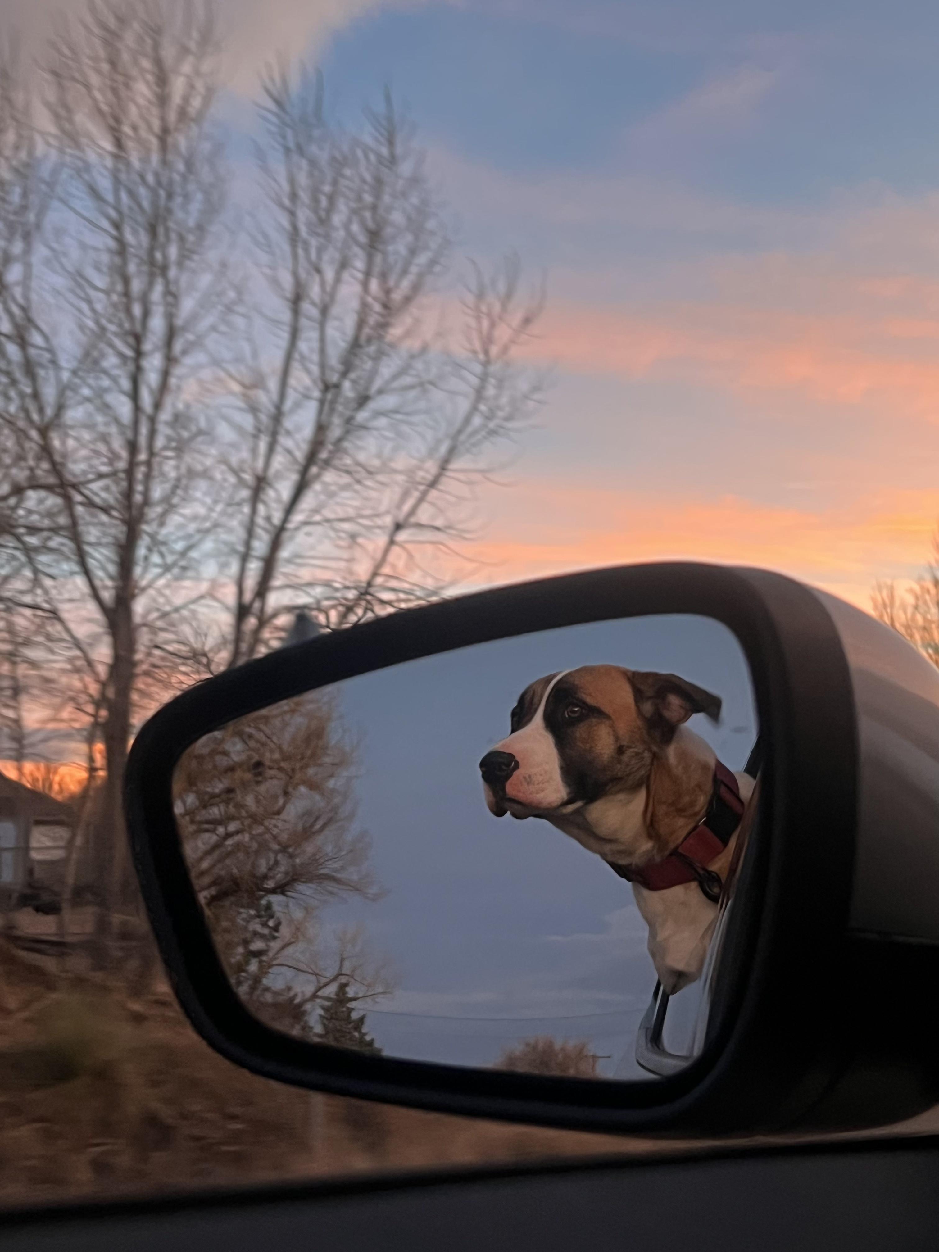 Sweet Pea, a Adoptable mixed breed in Fort Collins, CO image 3/6