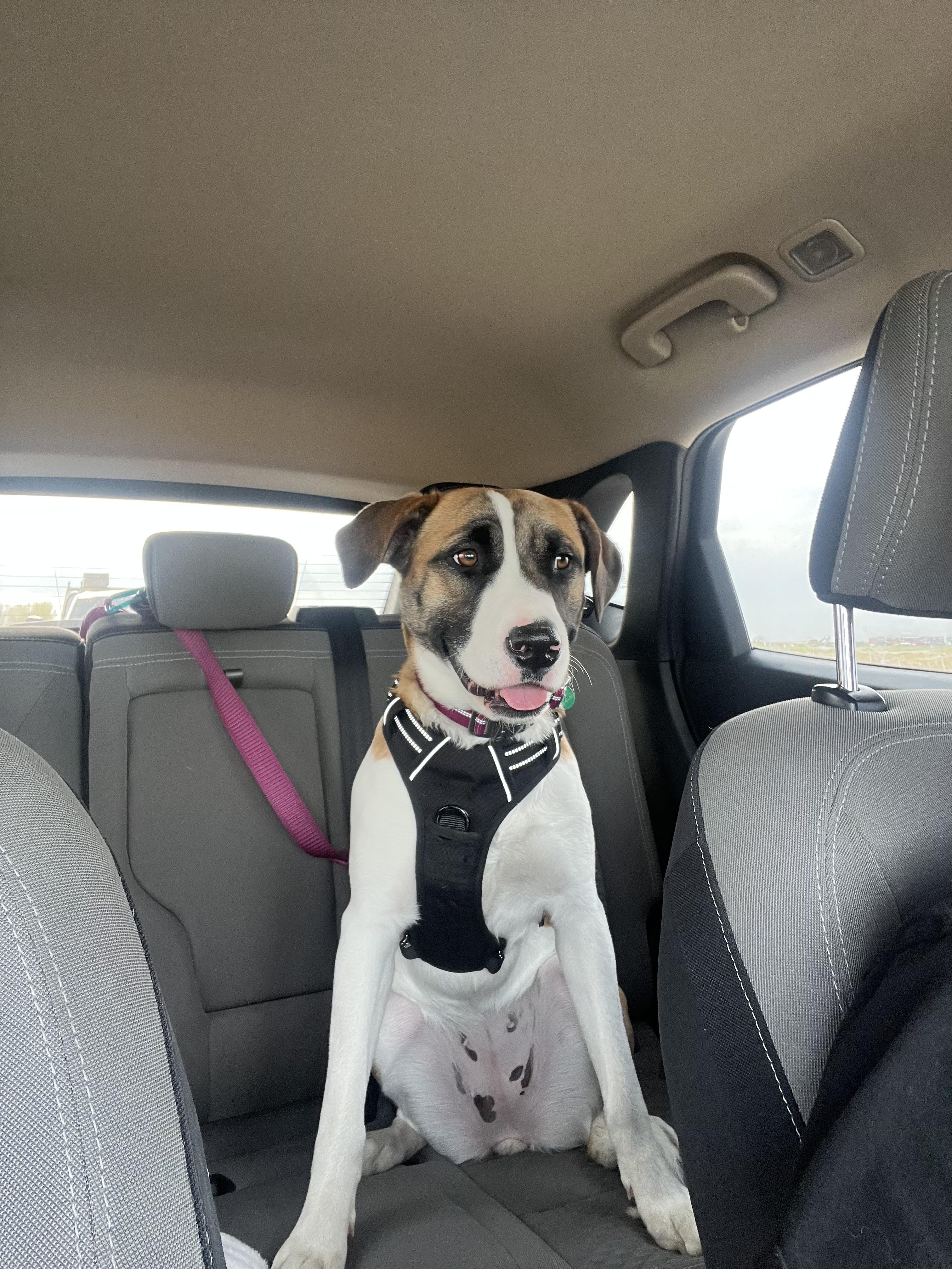 Sweet Pea, a Adoptable mixed breed in Fort Collins, CO image 6/6