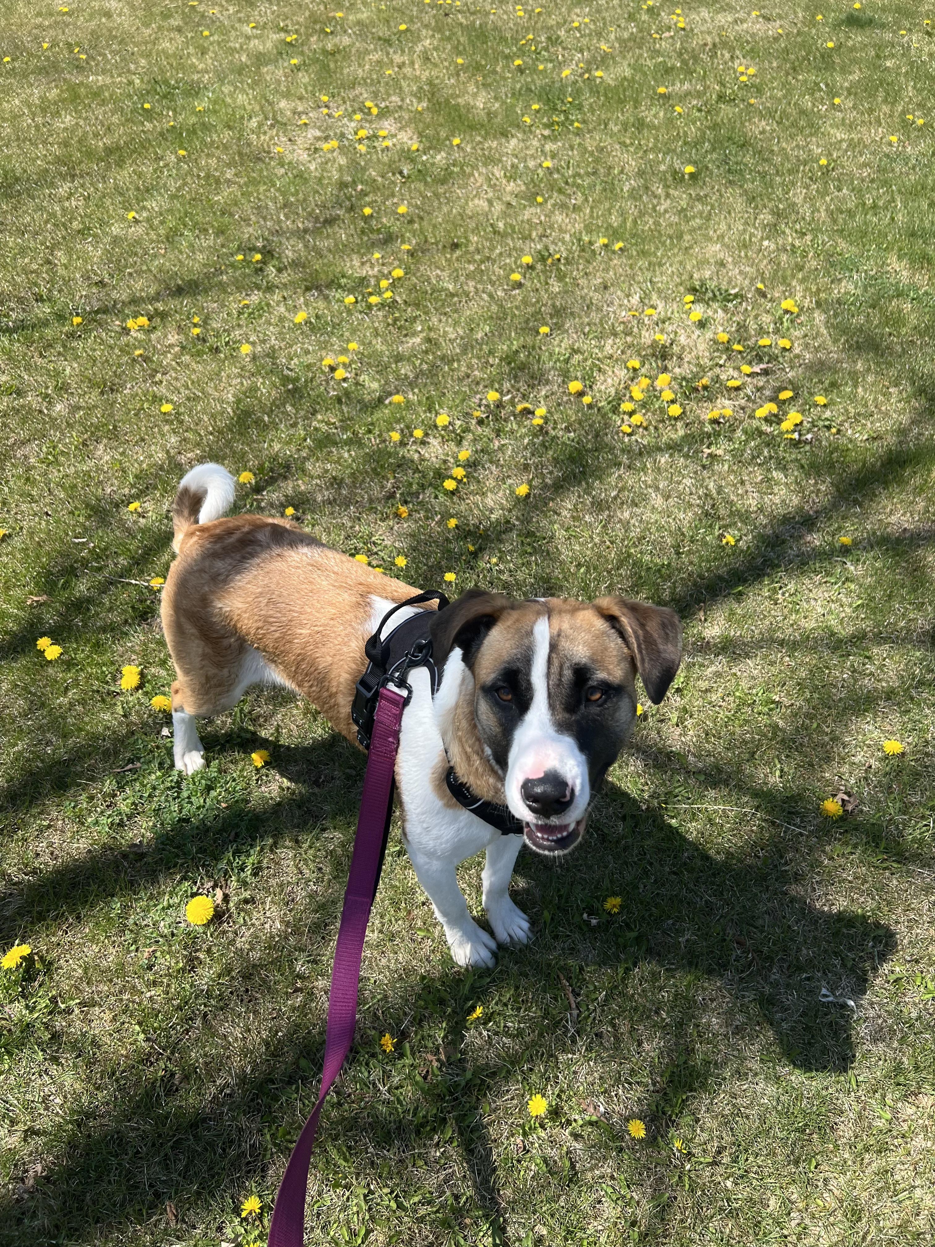 Sweet Pea, a Adoptable mixed breed in Fort Collins, CO image 5/6