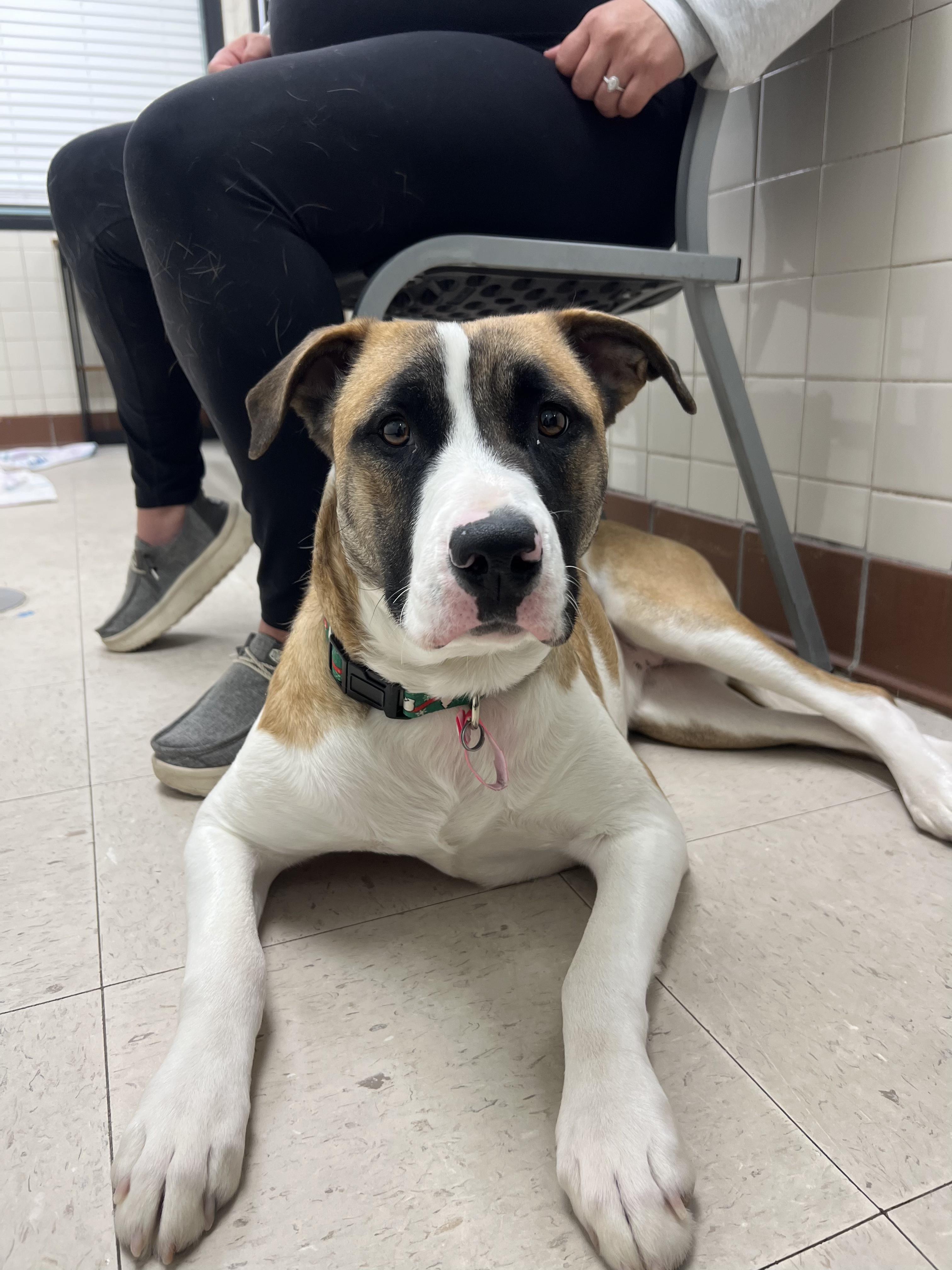 Sweet Pea, a Adoptable mixed breed in Fort Collins, CO image 1/6