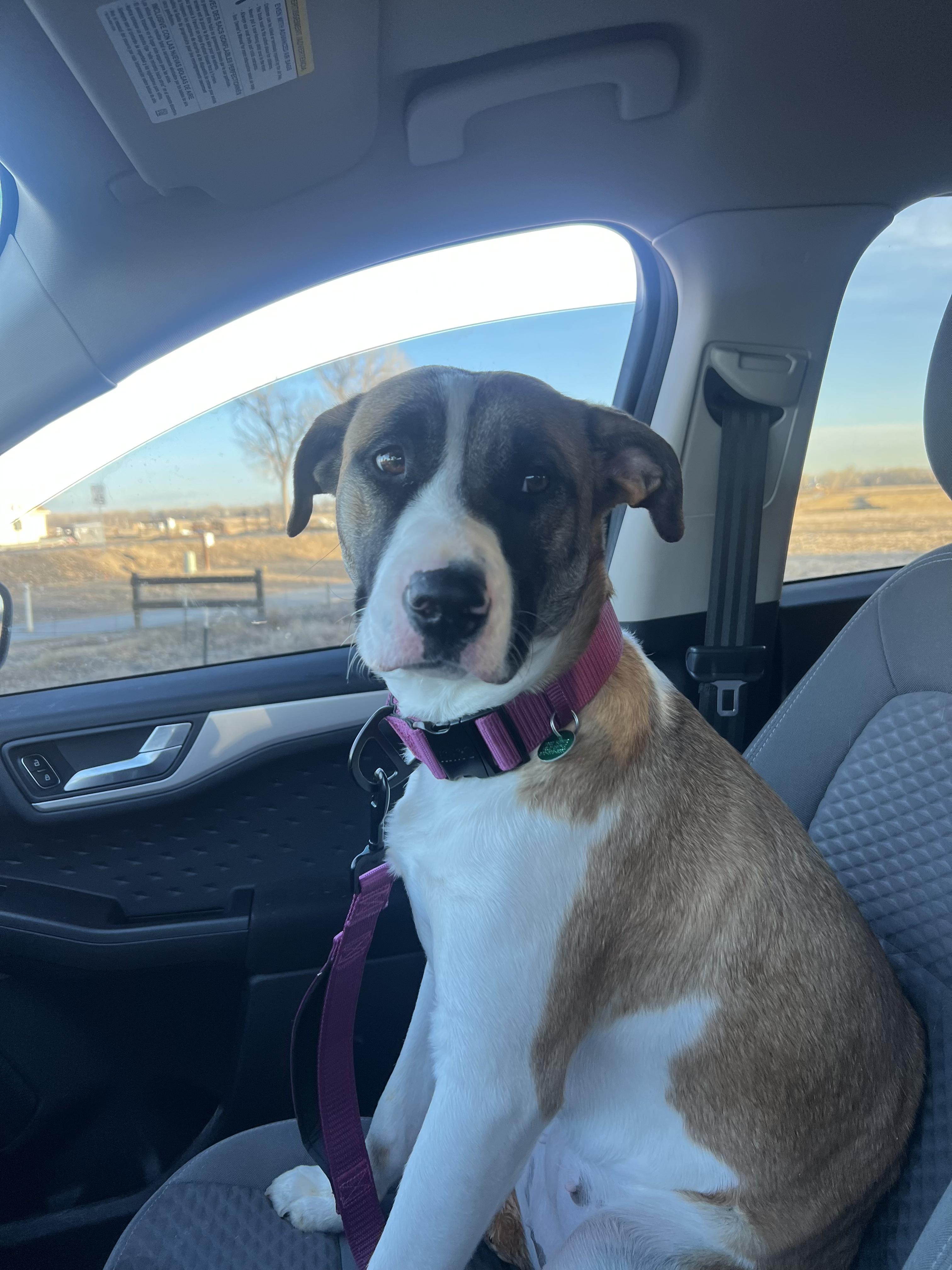 Sweet Pea, a Adoptable mixed breed in Fort Collins, CO image 4/6