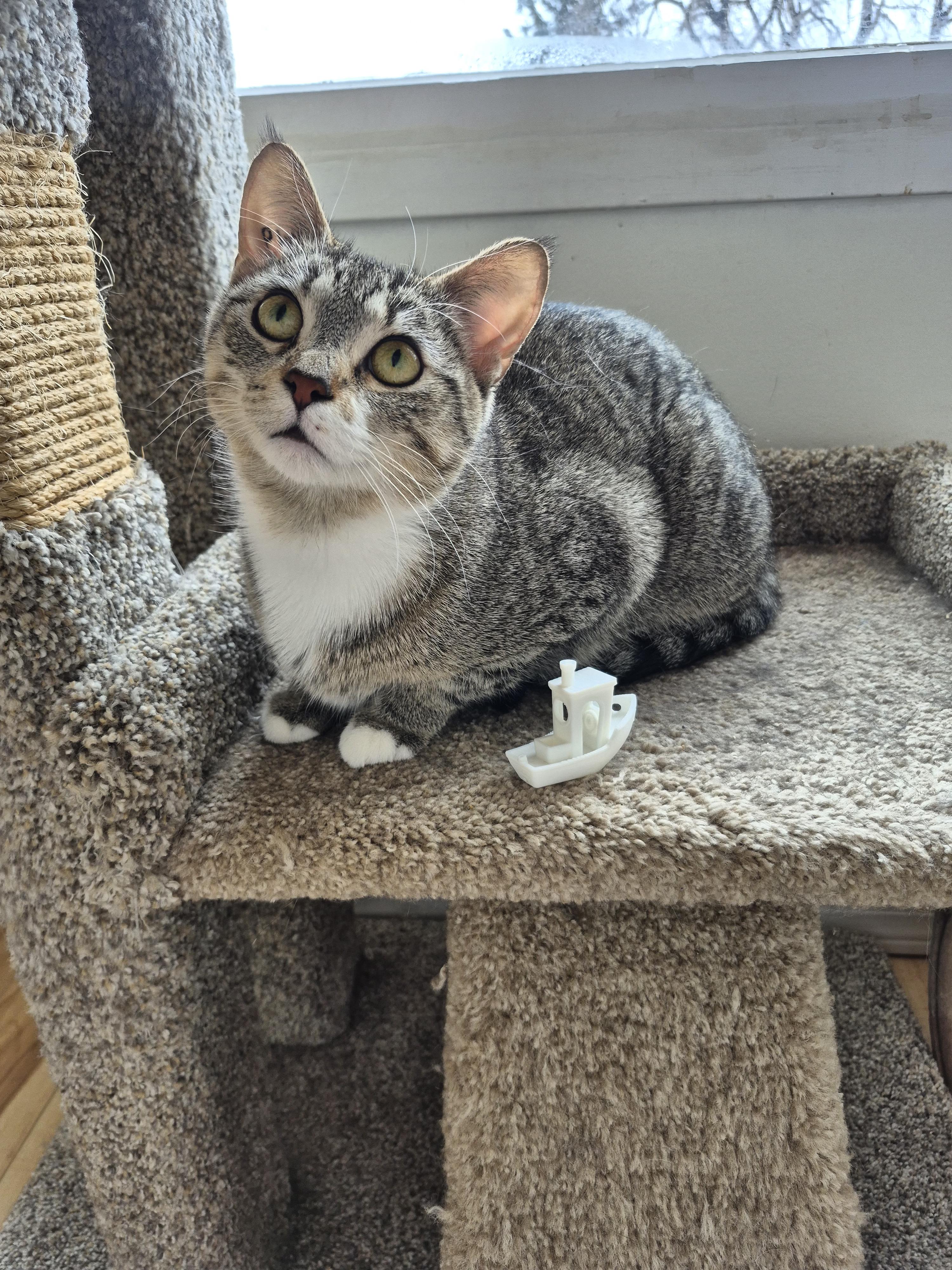 Rocket, ADOPTABLE, Young Female Domestic Short Hair.