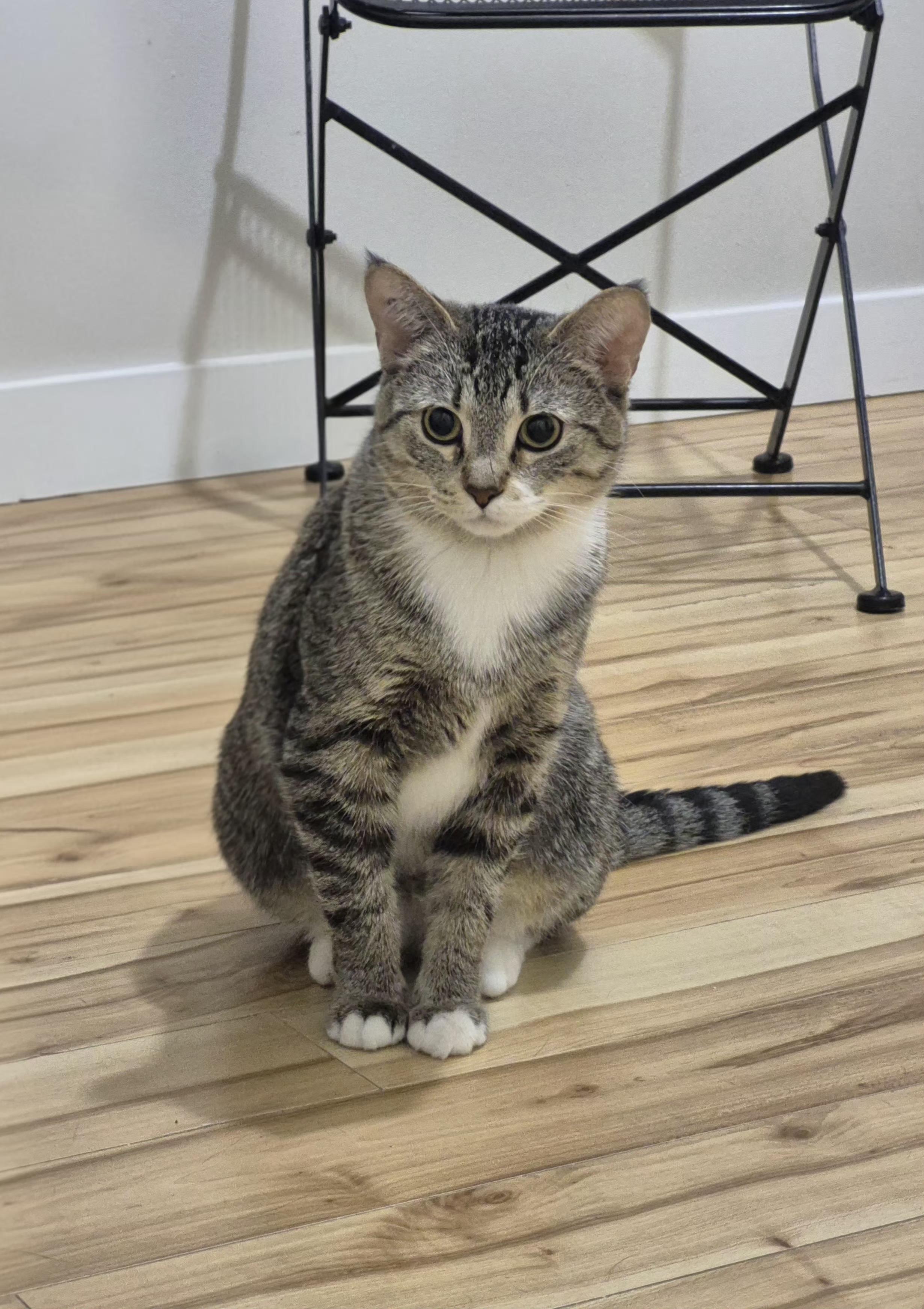 Enlarge Rocket, a ADOPTABLE Domestic Short Hair in Winnipeg, MB image 5/5