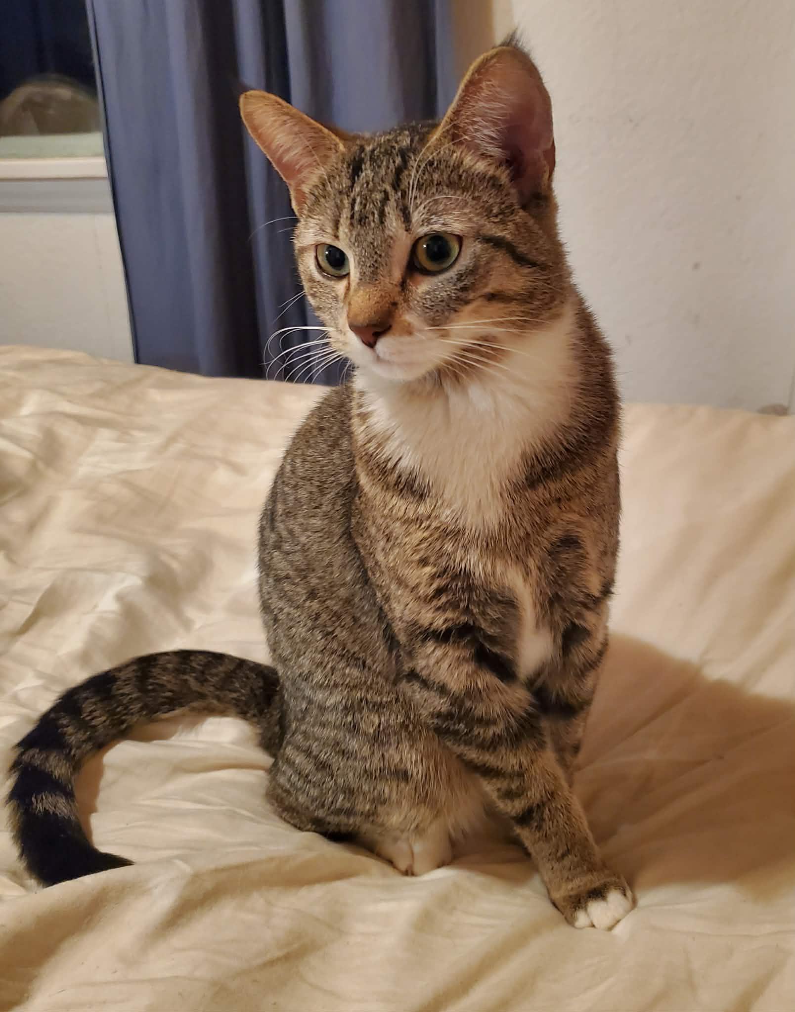 Enlarge Rocket, a ADOPTABLE Domestic Short Hair in Winnipeg, MB image 2/5