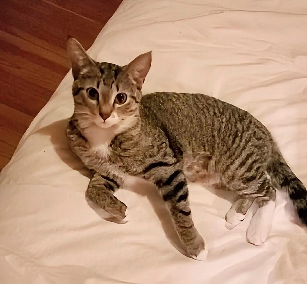 Enlarge Rocket, a ADOPTABLE Domestic Short Hair in Winnipeg, MB image 4/5