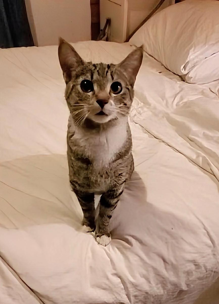 Enlarge Rocket, a ADOPTABLE Domestic Short Hair in Winnipeg, MB image 3/5