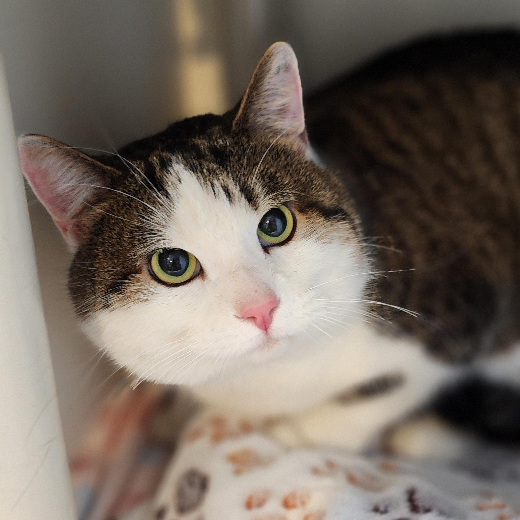 Sarge, ADOPTABLE, Adult Male Domestic Short Hair.