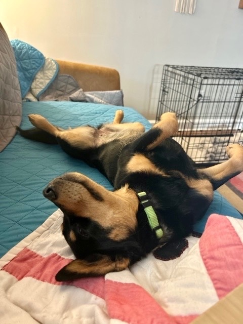 Poppy, Adopted, Young Female Australian Cattle Dog / Blue Heeler & Beagle.