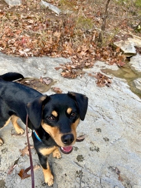 Poppy, a Adopted mixed breed in MADISON, AL image 2/5