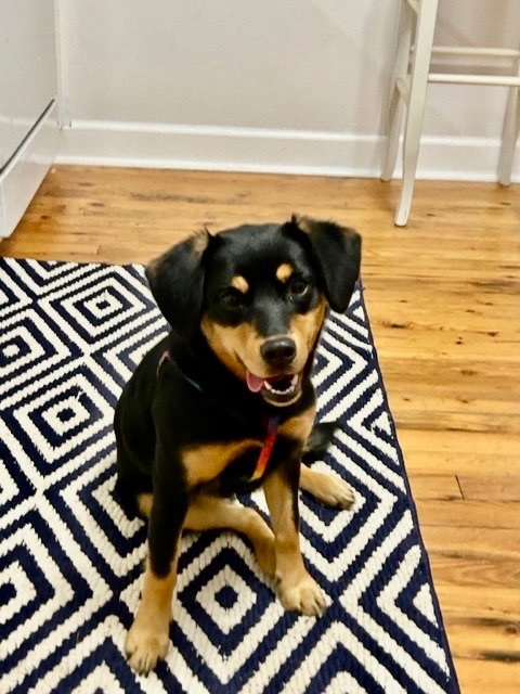 Poppy, a Adopted mixed breed in MADISON, AL image 3/5