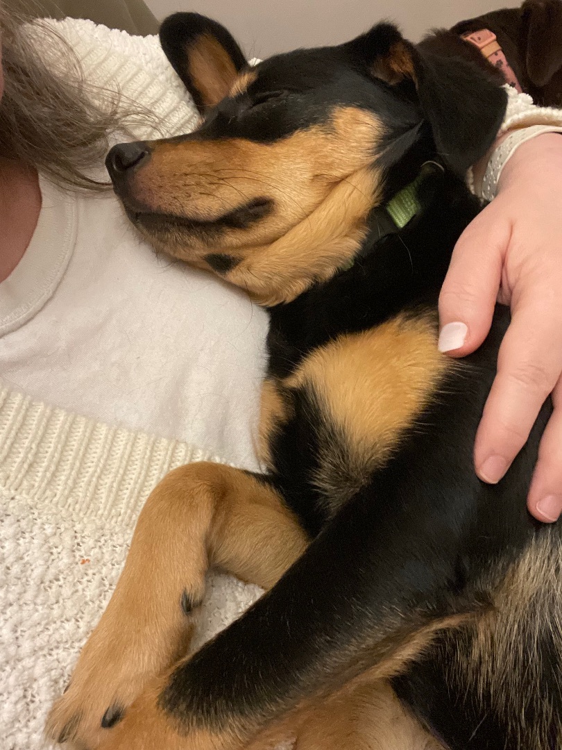 Poppy, a Adopted mixed breed in MADISON, AL image 4/5