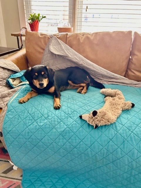 Poppy, a Adopted mixed breed in MADISON, AL image 5/5