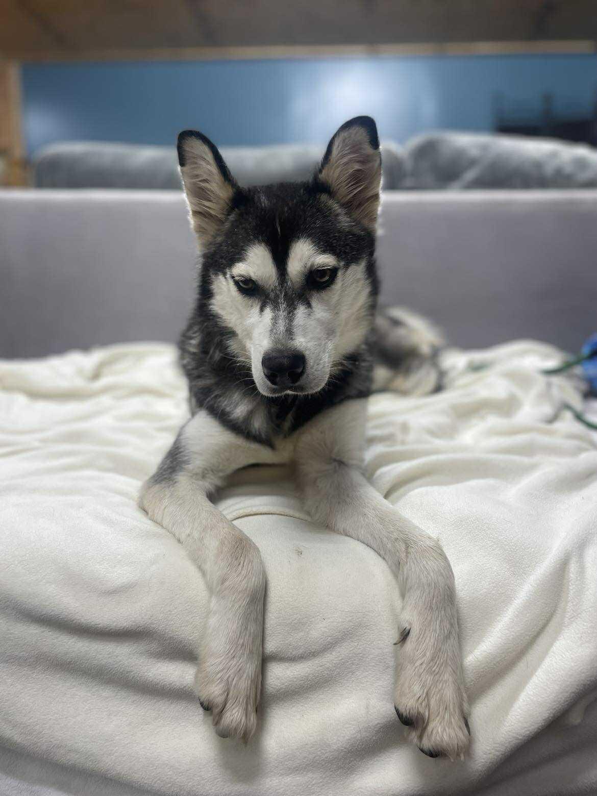 Foxy, Adoptable, Young Female Siberian Husky.