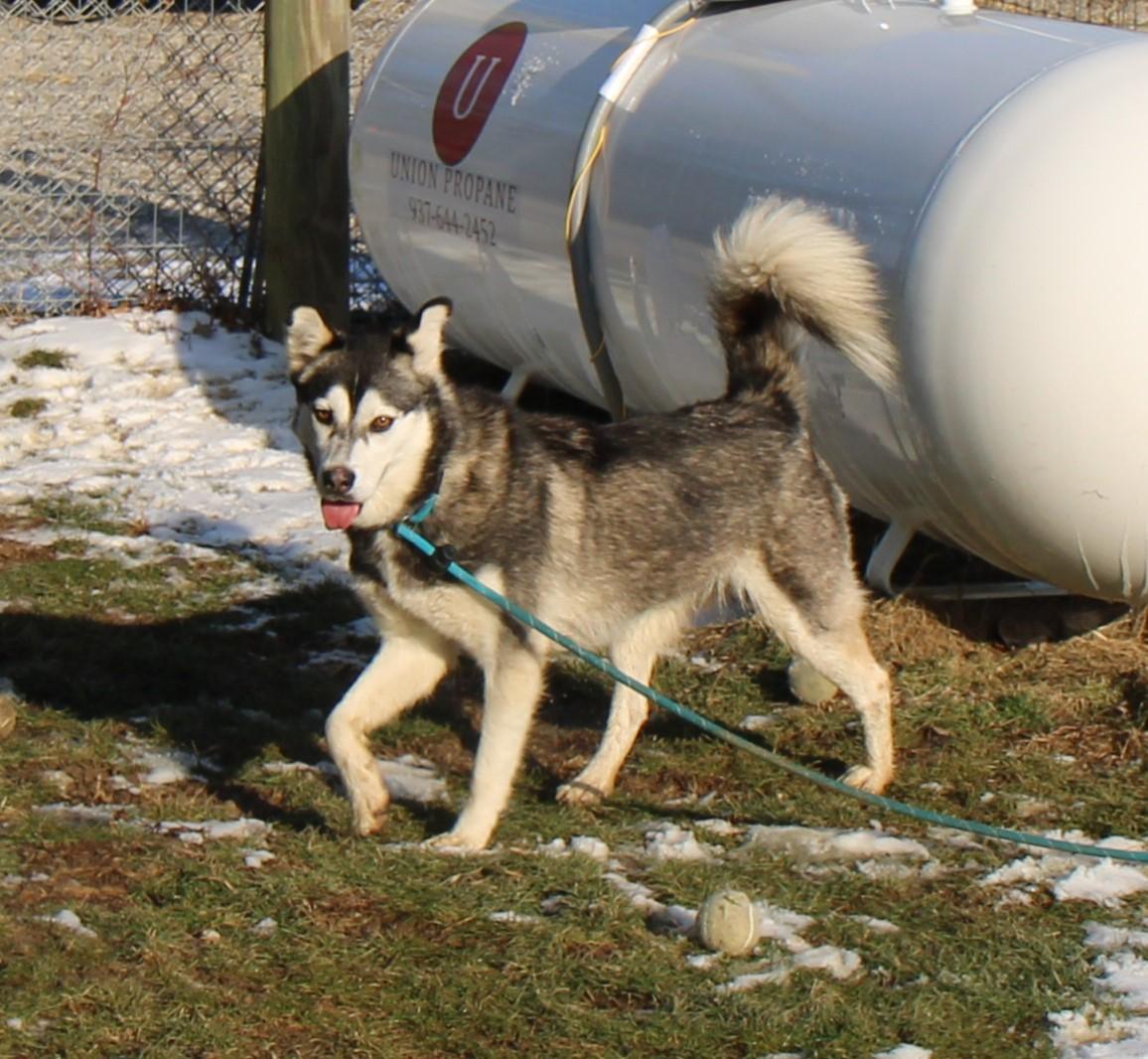Enlarge Foxy, a Adoptable Siberian Husky in Plain City, OH image 3/6