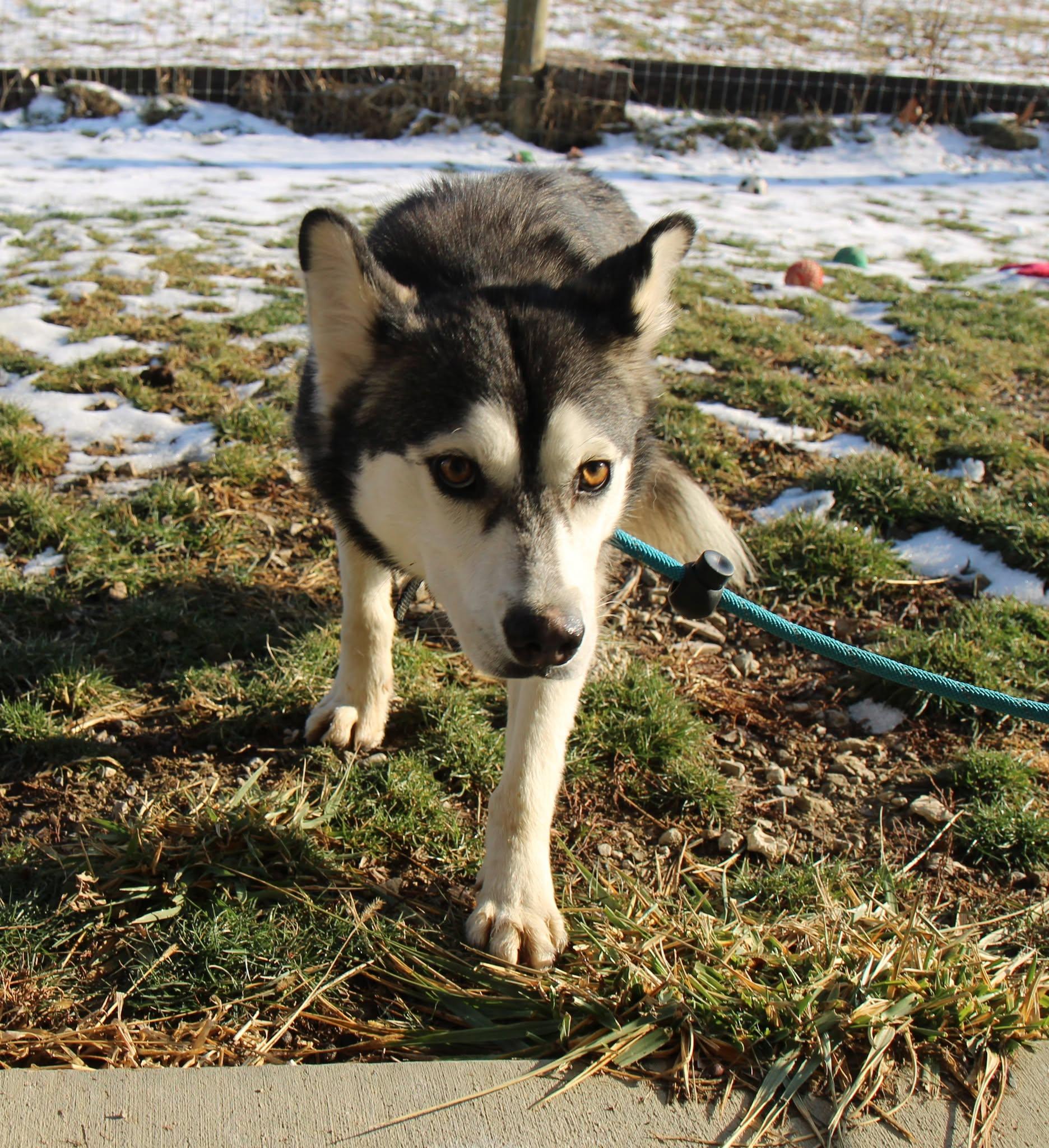 Enlarge Foxy, a Adoptable Siberian Husky in Plain City, OH image 5/6