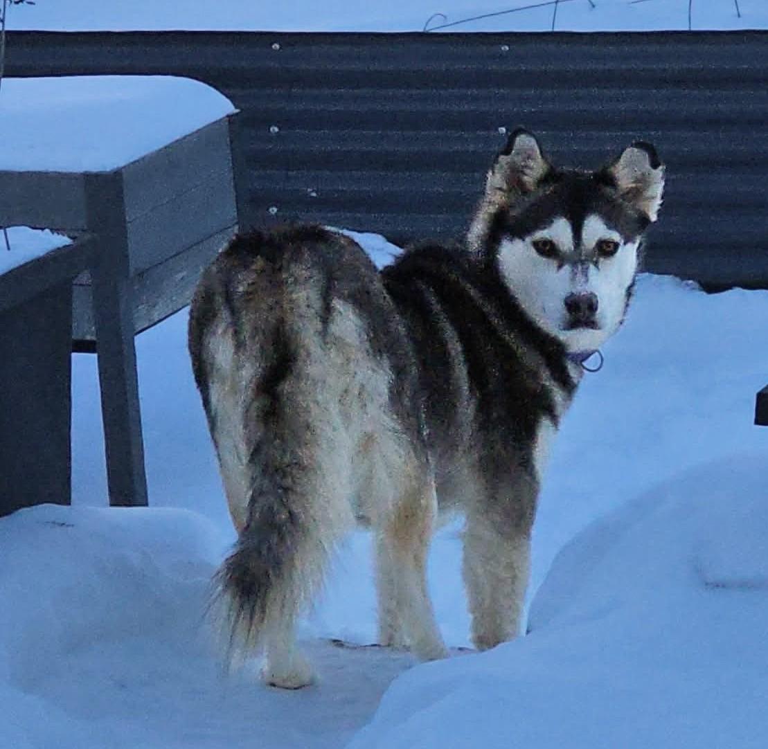 Enlarge Foxy, a Adoptable Siberian Husky in Plain City, OH image 4/6