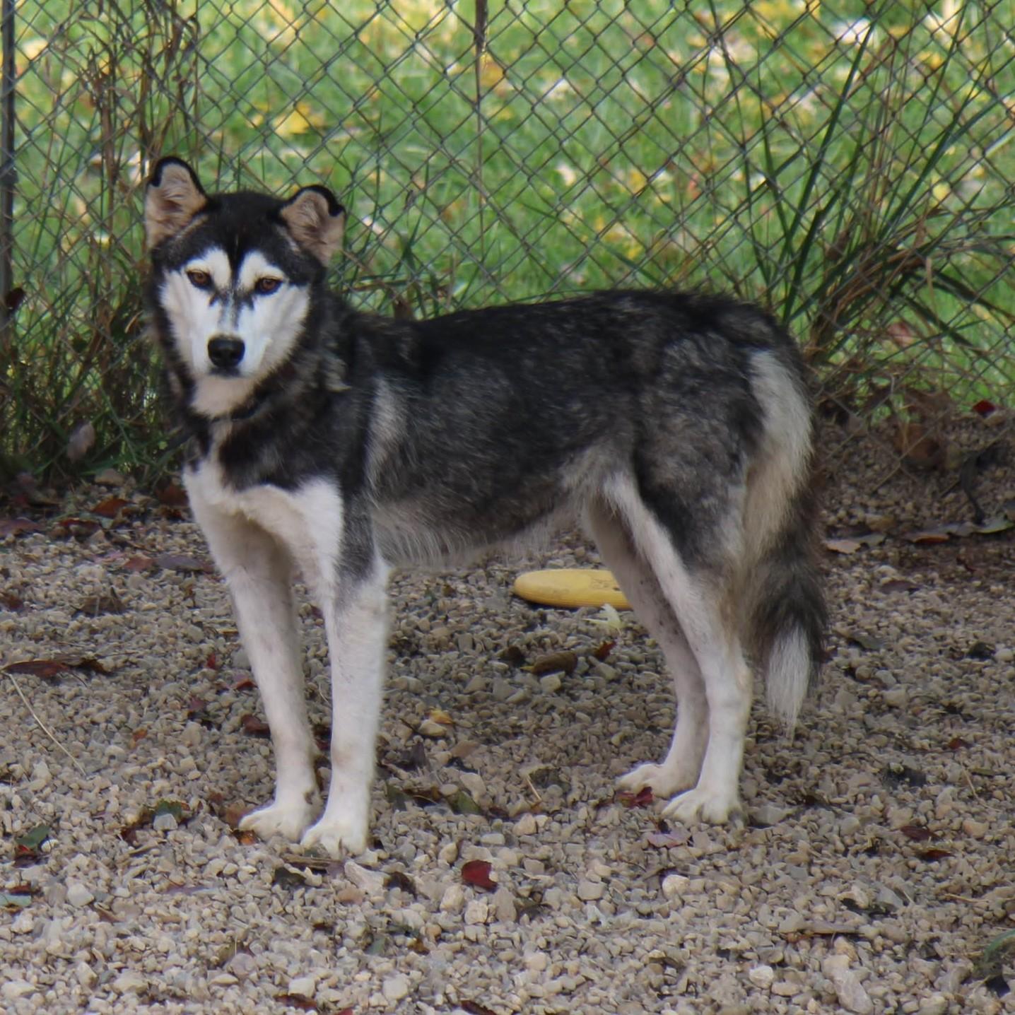 Enlarge Foxy, a Adoptable Siberian Husky in Plain City, OH image 5/6