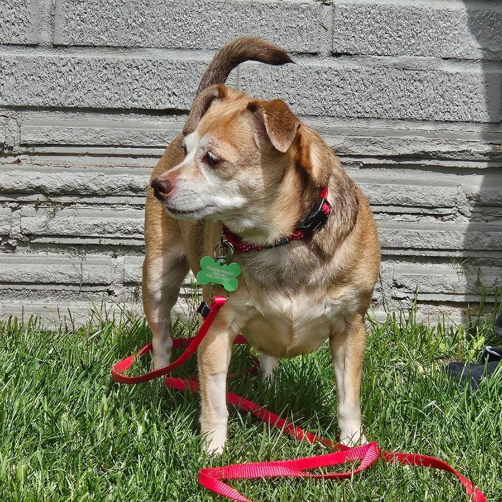 Pammy, Adoptable, Senior Female Chihuahua.