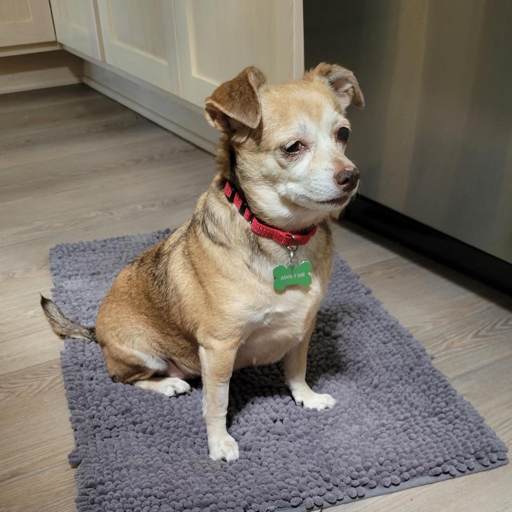 Enlarge Pammy, a Adoptable Chihuahua in Crystal, MN image 2/4