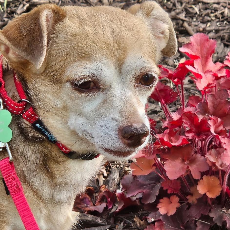 Enlarge Pammy, a Adoptable Chihuahua in Crystal, MN image 3/4