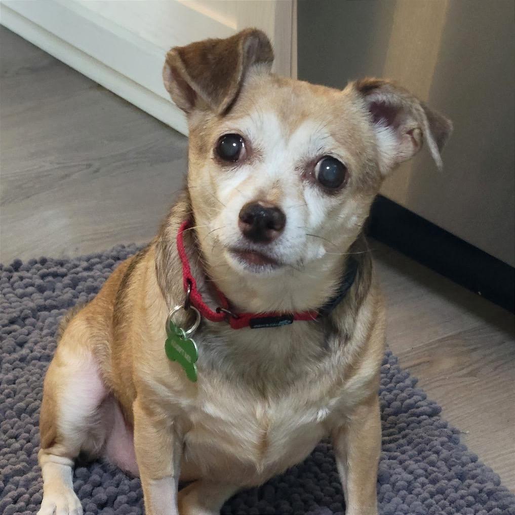 Enlarge Pammy, a Adoptable Chihuahua in Crystal, MN image 4/4
