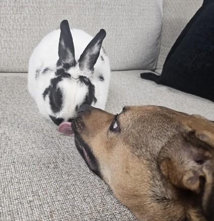 Enlarge Oreo, an adopted Netherland Dwarf in Utica, NY image 4/6