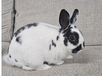Enlarge Oreo, an adopted Netherland Dwarf in Utica, NY image 3/6