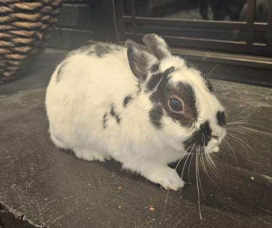 Enlarge Oreo, an adopted Netherland Dwarf in Utica, NY image 5/6