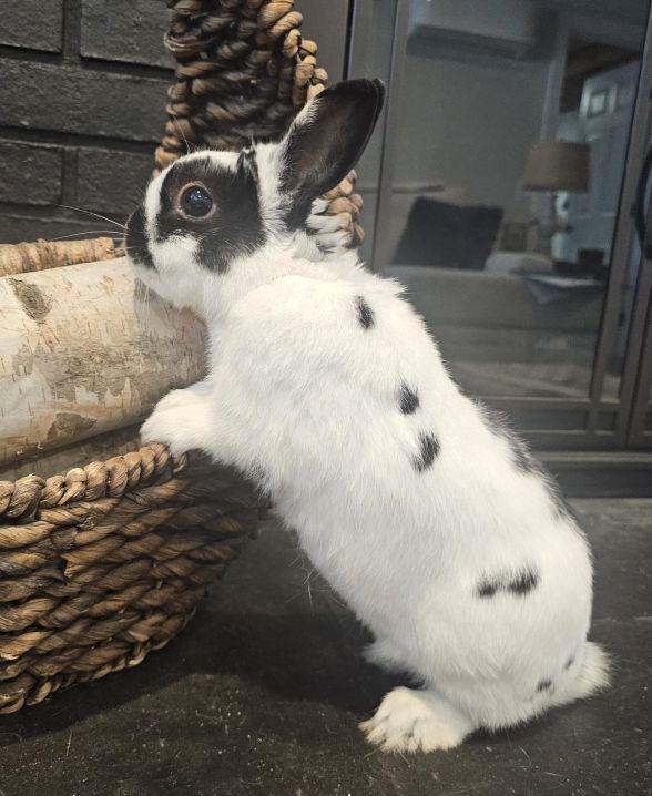 Enlarge Oreo, an adopted Netherland Dwarf in Utica, NY image 2/6