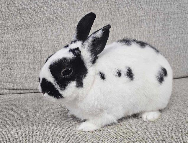 Enlarge Oreo, an adopted Netherland Dwarf in Utica, NY image 6/6