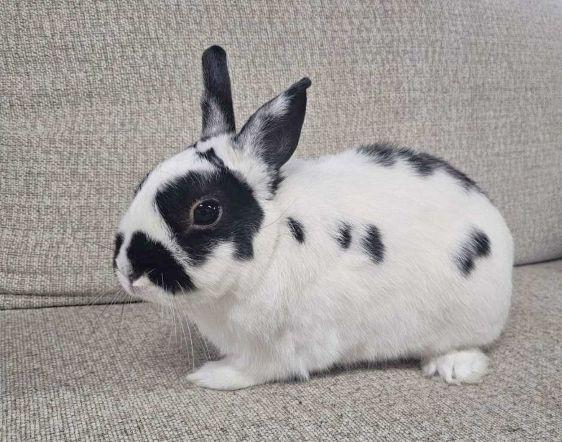 Oreo, adopted, Adult Male Netherland Dwarf.